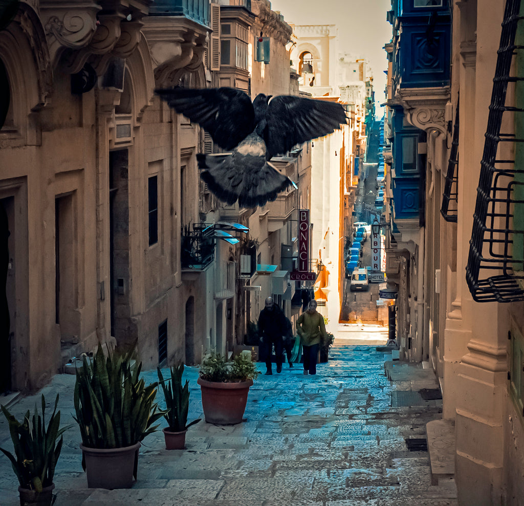 Pigeons on St Ursola street
